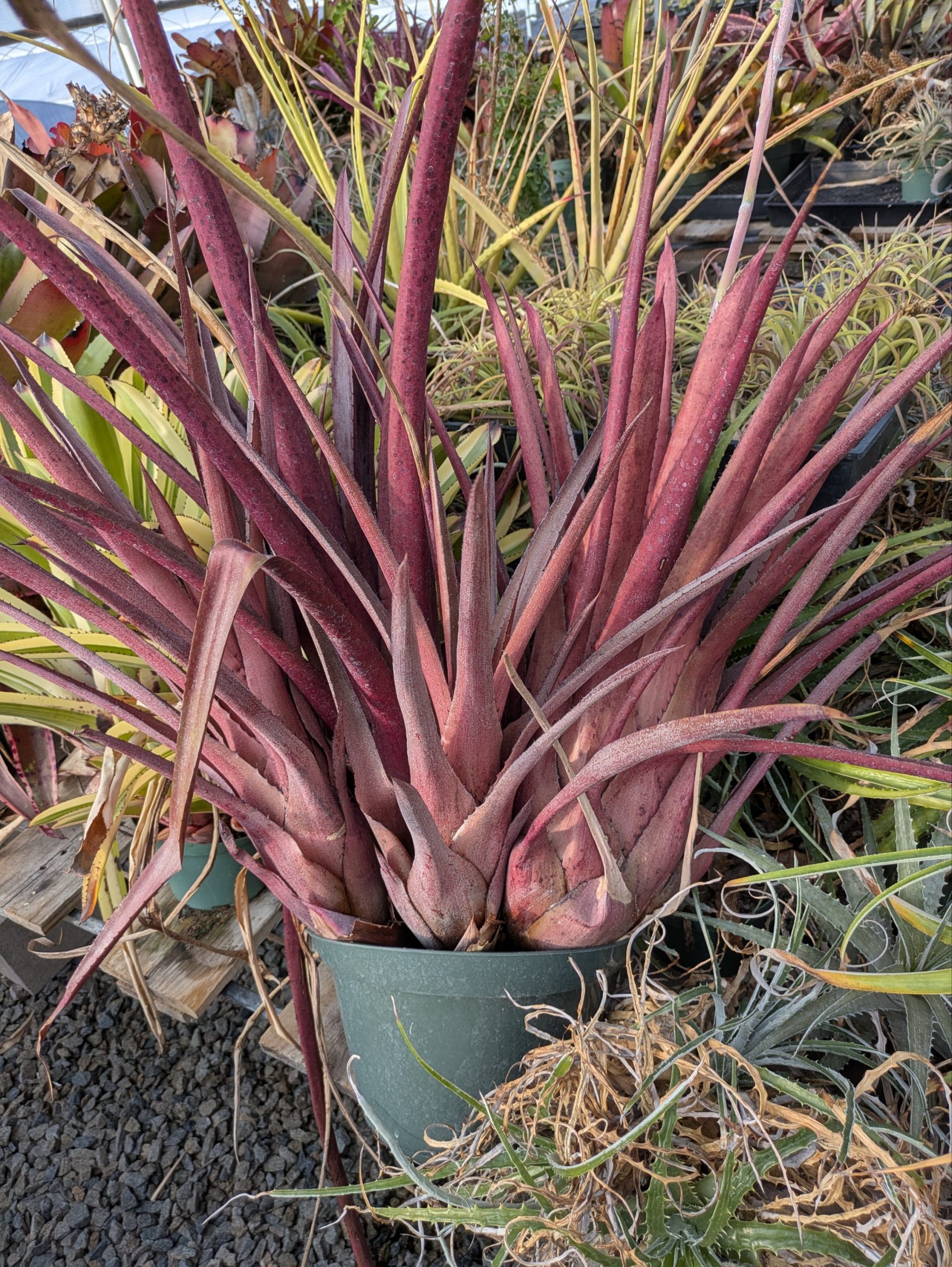 Hohenbergia catingae x lemei Red - Image 2