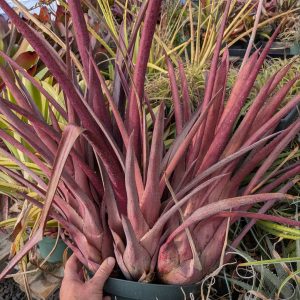 Hohenbergia catingae x lemei Red