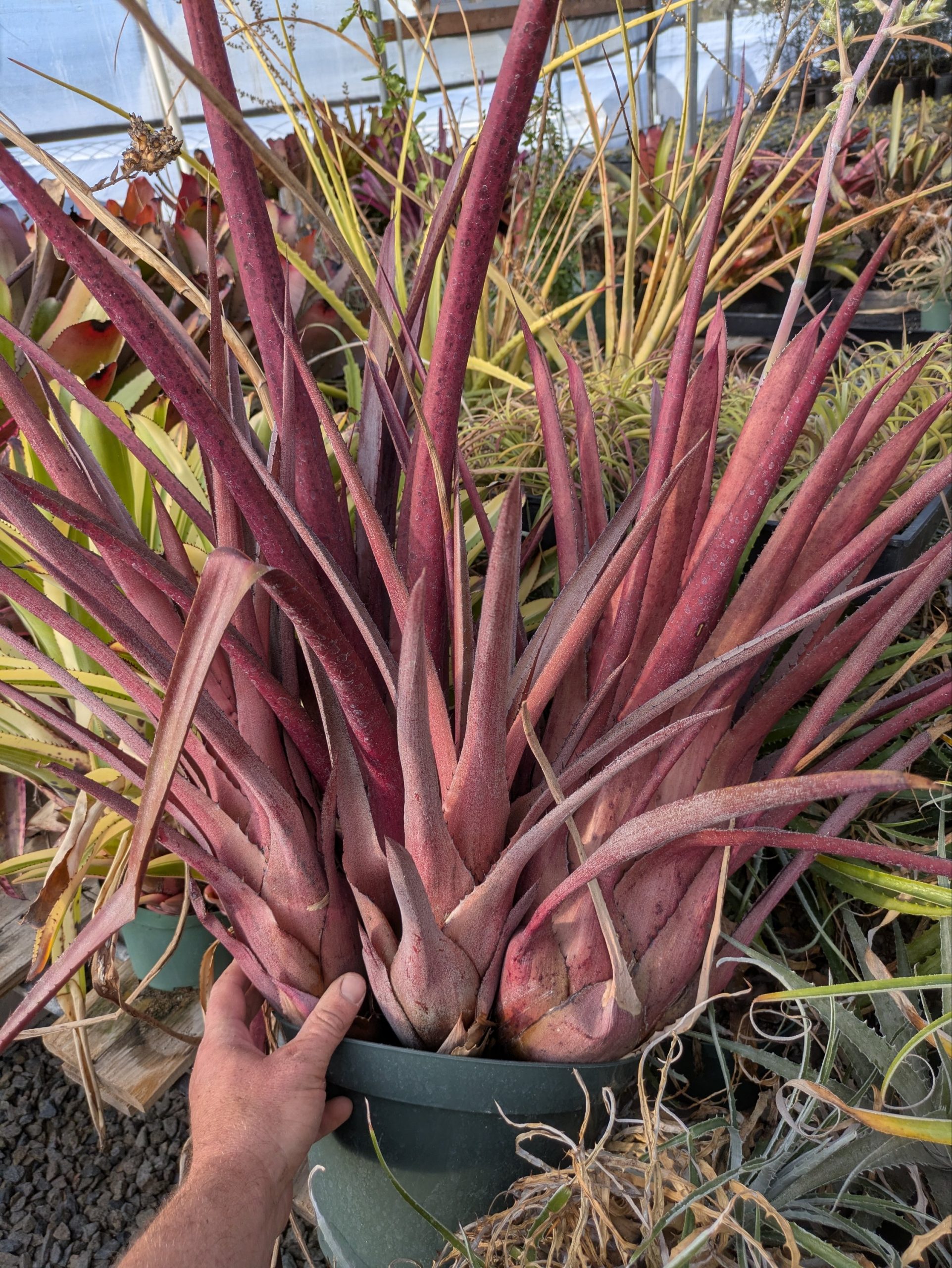 Hohenbergia catingae x lemei Red