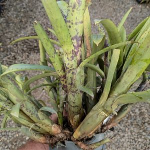 Aechmea nudicaulis var aureorosea Minas Gerais, Brazil