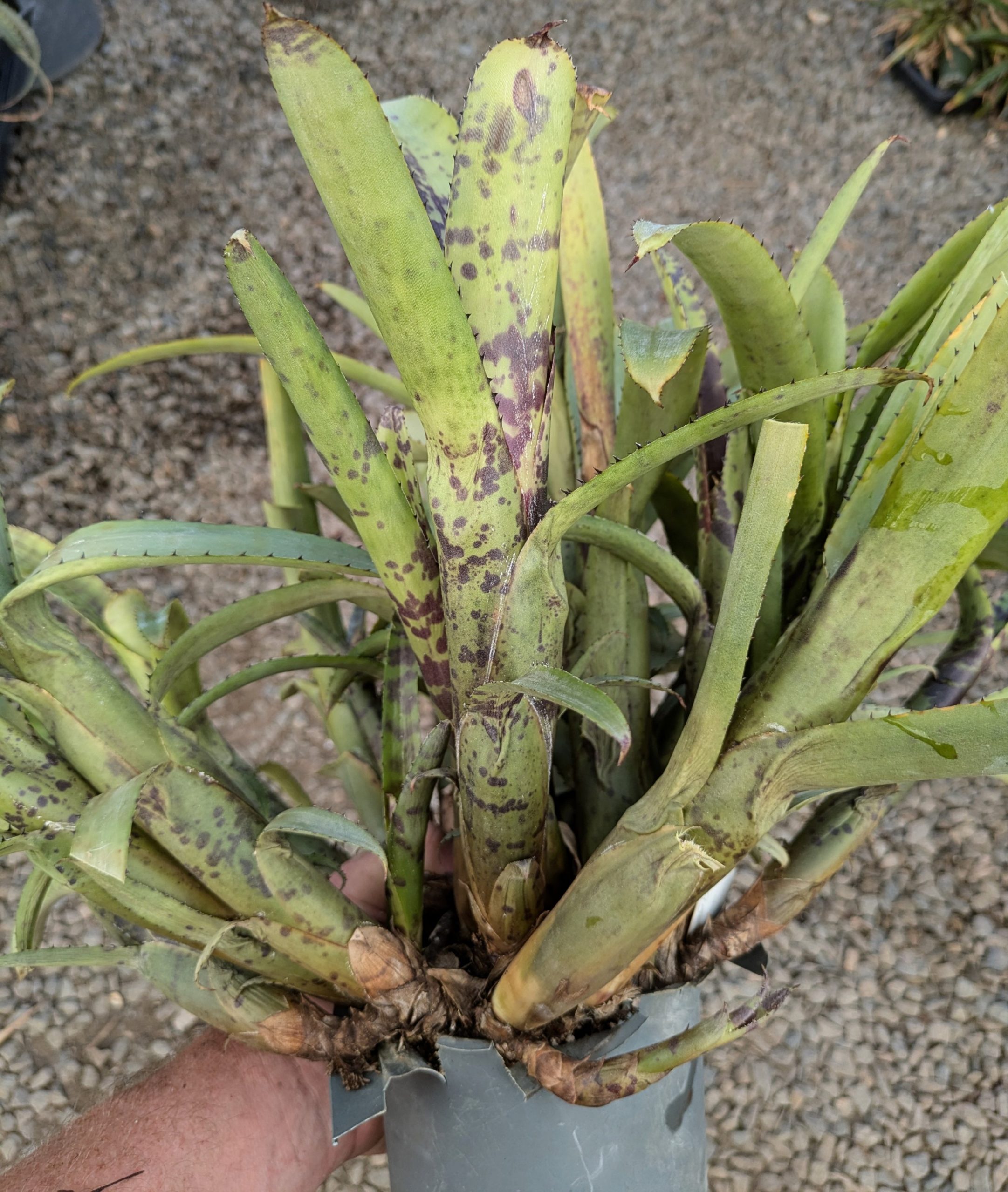 Aechmea nudicaulis var aureorosea Minas Gerais, Brazil