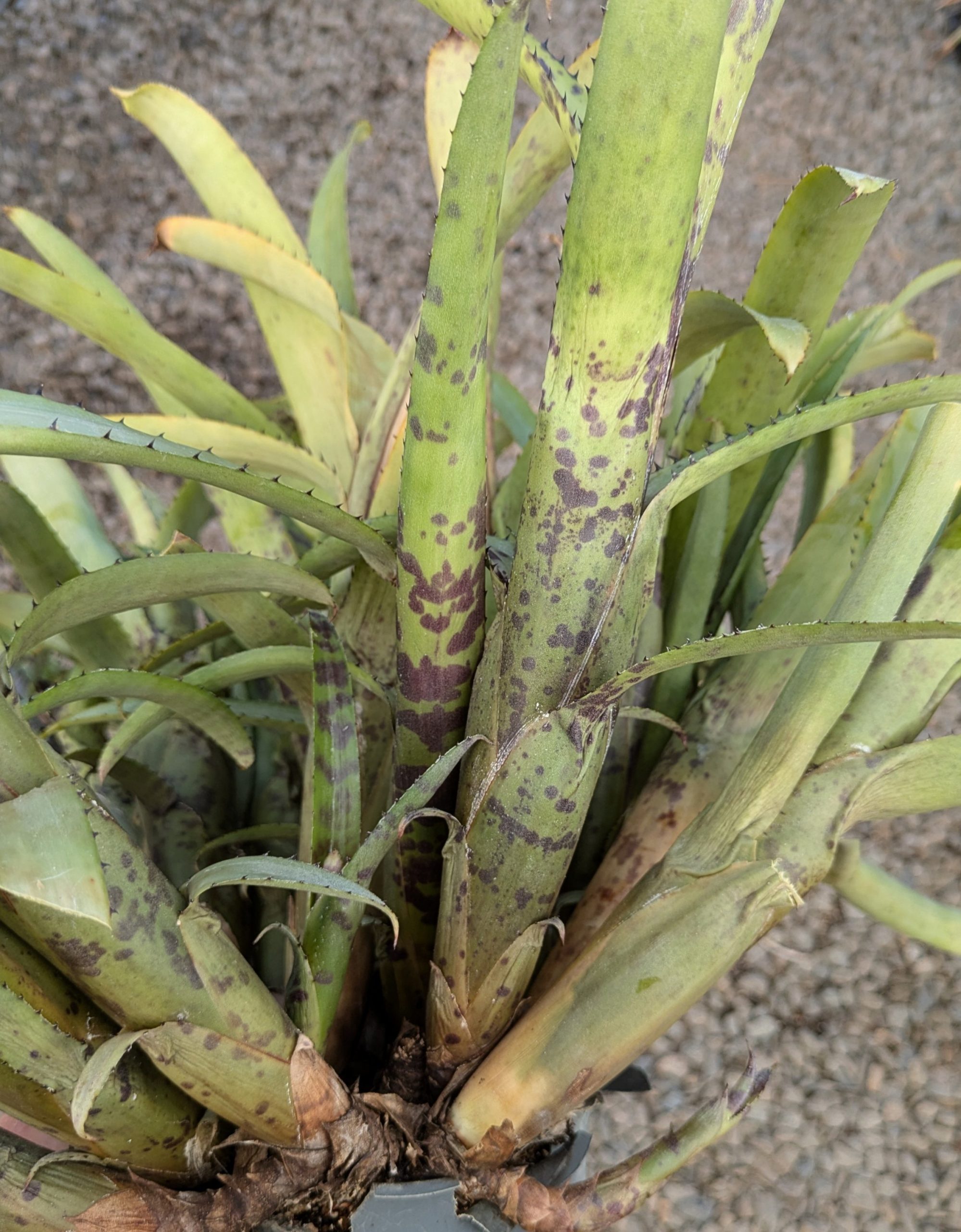 Aechmea nudicaulis var aureorosea Minas Gerais, Brazil - Image 4