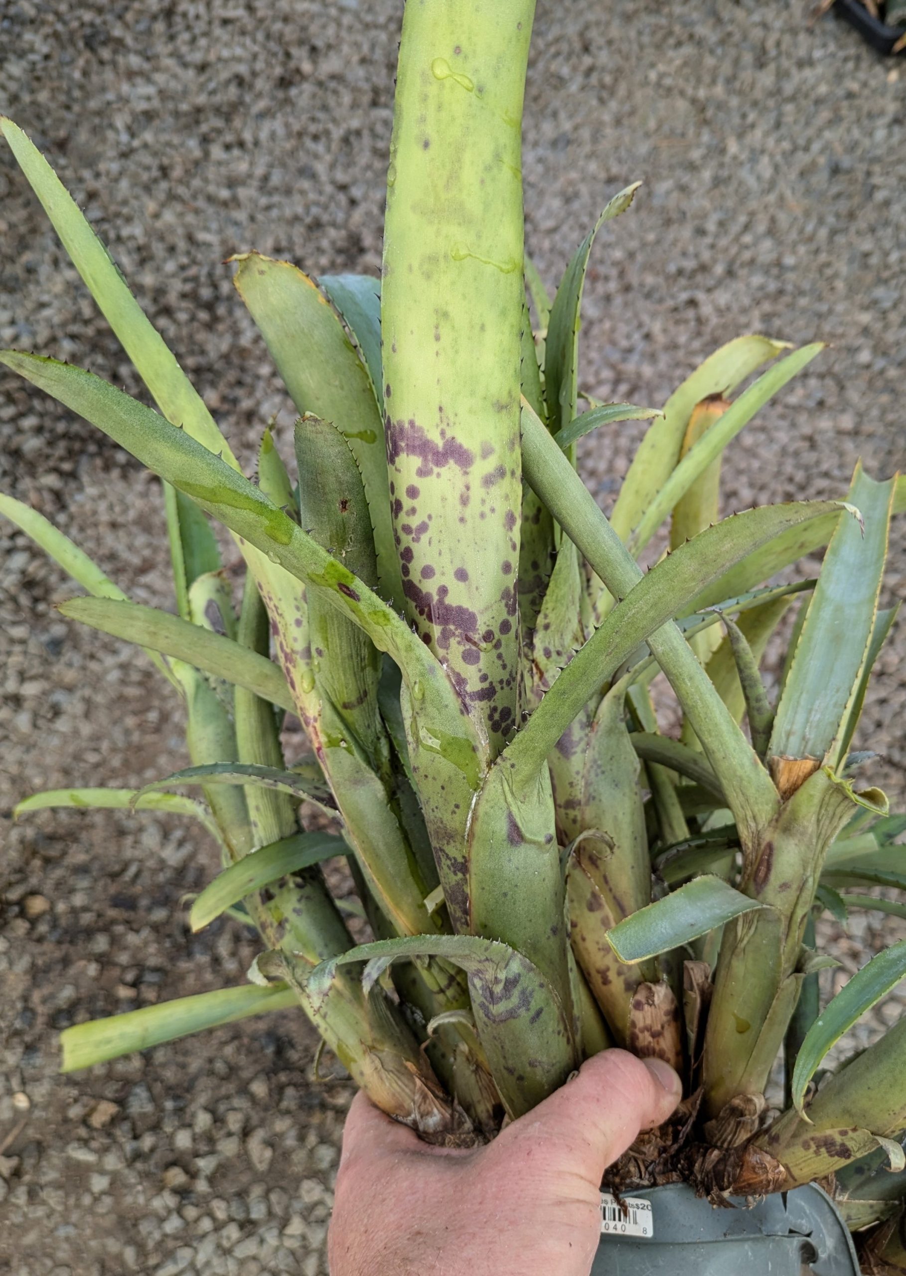 Aechmea nudicaulis var aureorosea Minas Gerais, Brazil - Image 3
