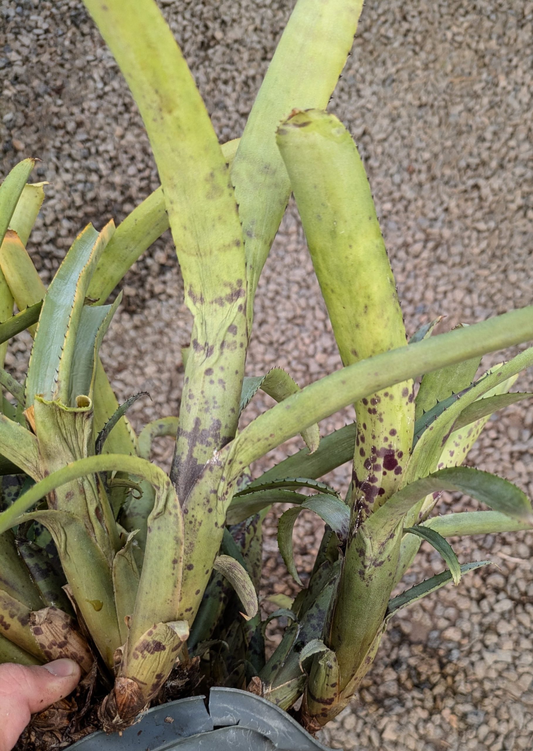 Aechmea nudicaulis var aureorosea Minas Gerais, Brazil - Image 2