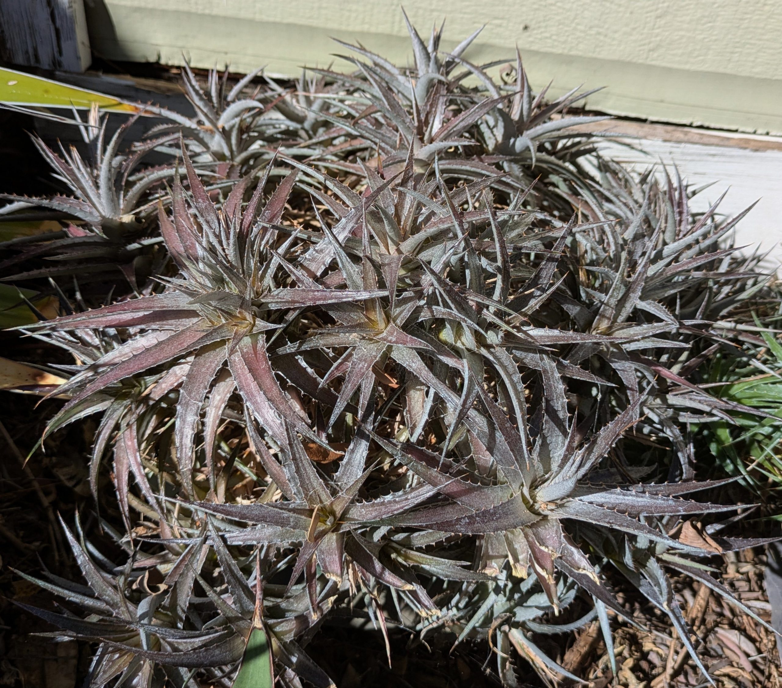 Dyckcohnia July - Image 4