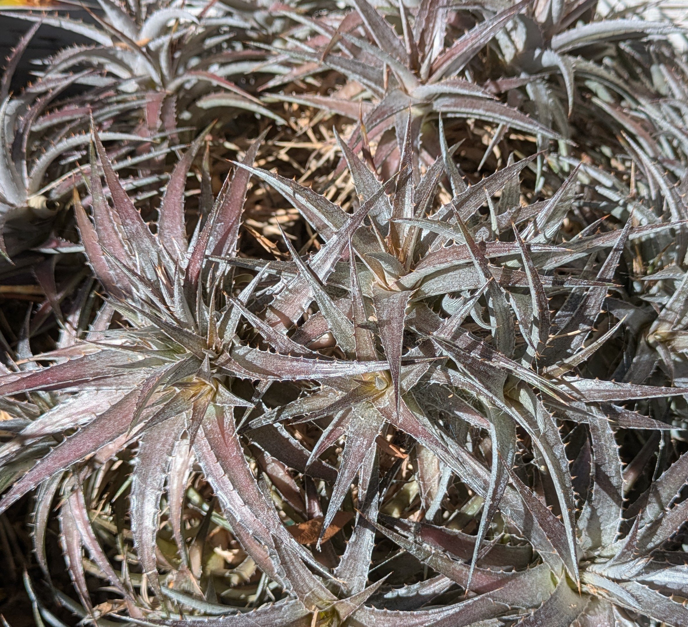 Dyckcohnia July - Image 3