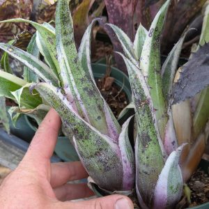 Hohenbergia Karla