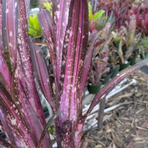 Billbergia Bellessima