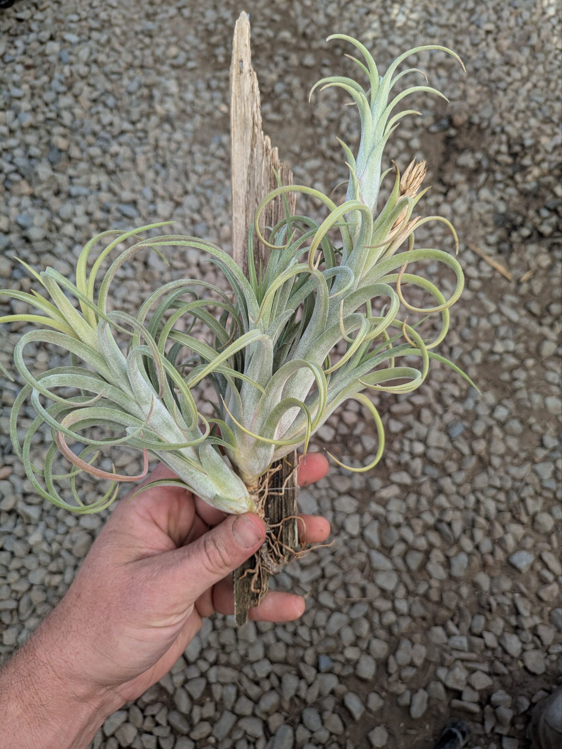 Tillandsia Mudlo - Image 3