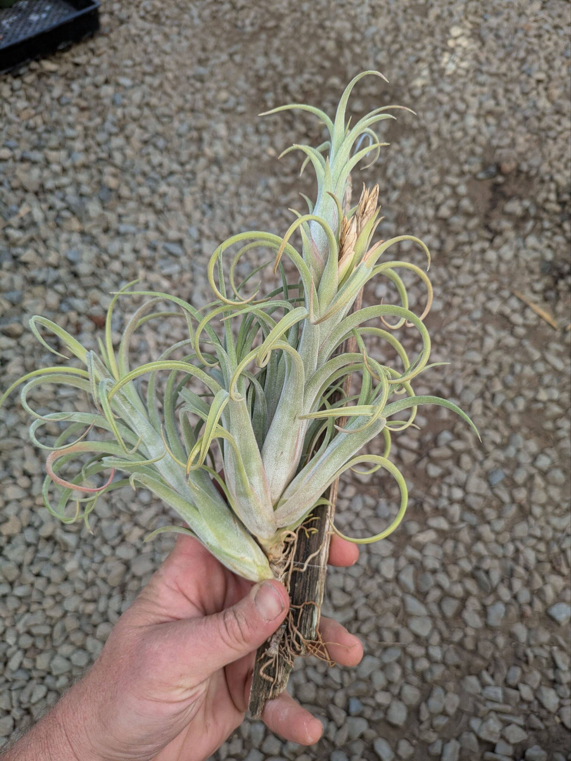 Tillandsia Mudlo - Image 2