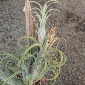 Tillandsia Mudlo