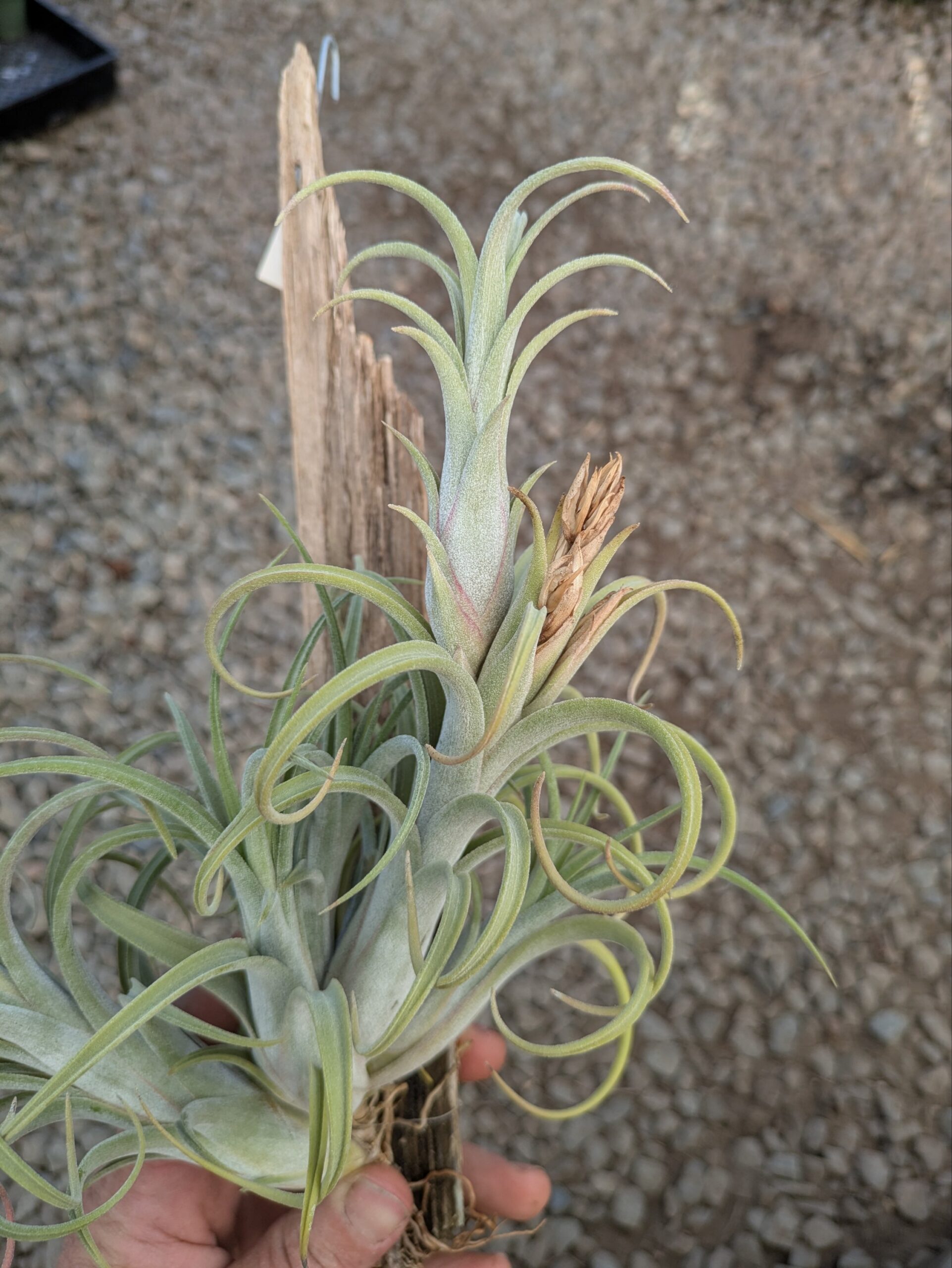 Tillandsia Mudlo