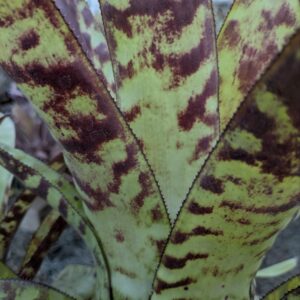 Canistrum seidelianum x Aechmea fosteriana (Canmea)