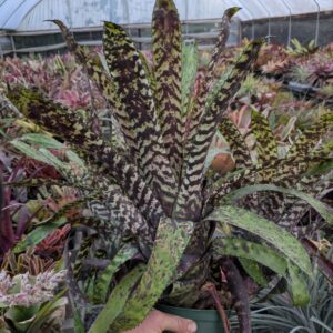 Aechmea orlandiana Hayward