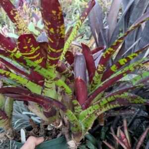 Neoregelia Treadmarks