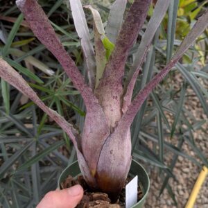 Hohenbergia 'Short Fuzzy'