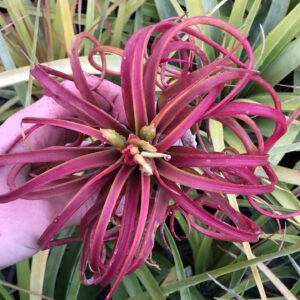Tillandsia ionantha x caput-medusae VBG