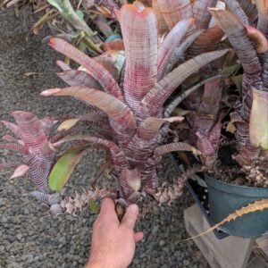 Aechmea nudicaulis Parati