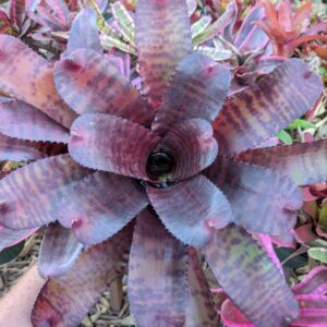 Neoregelia Groves Red Tiger