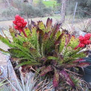 Quesnelia edmundoi var rubrobracteata x Aechmea orlandiana