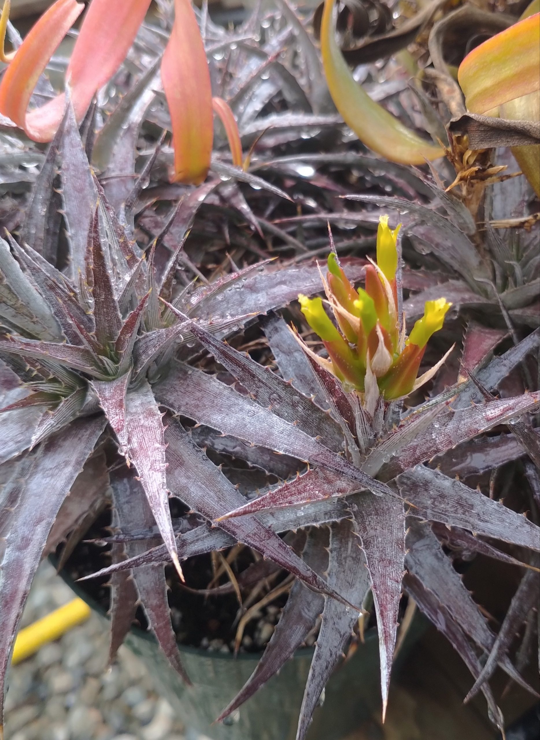 Dyckcohnia July - Image 2