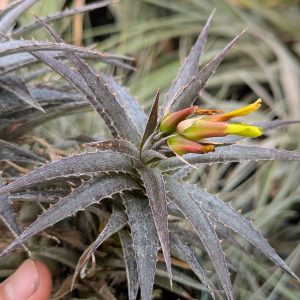 Dyckcohnia July