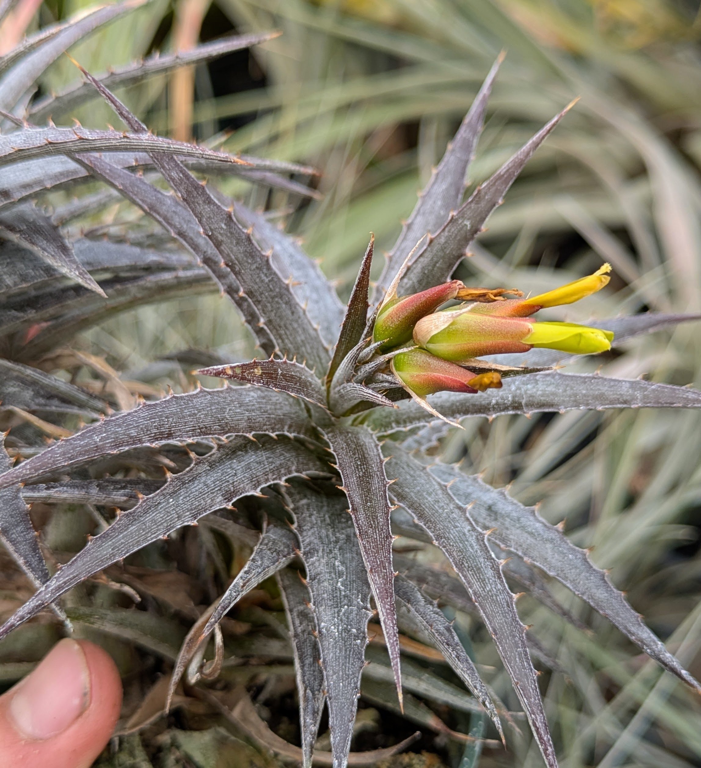 Dyckcohnia July