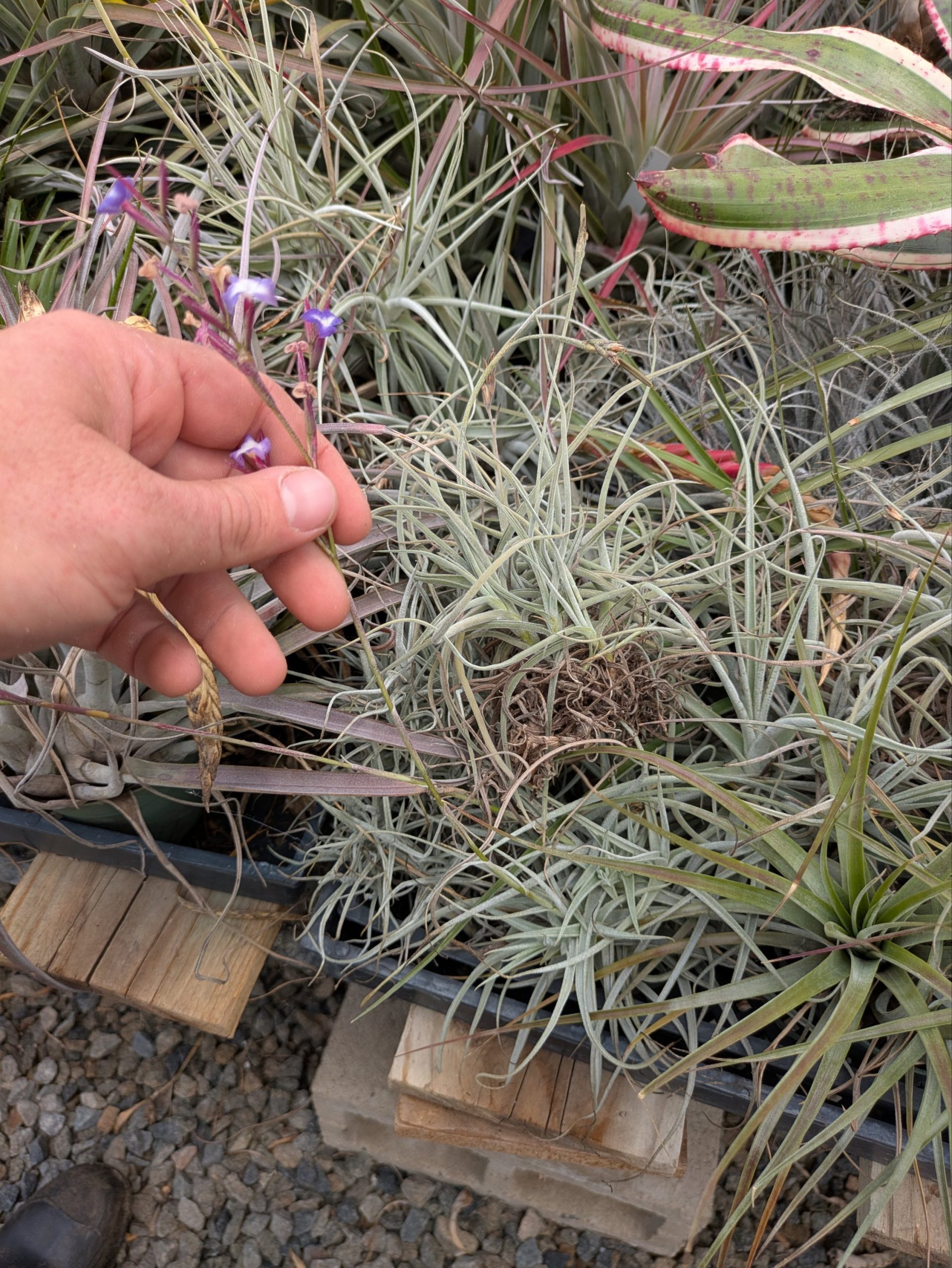 Tillandsia caerulea x straminea - Image 3