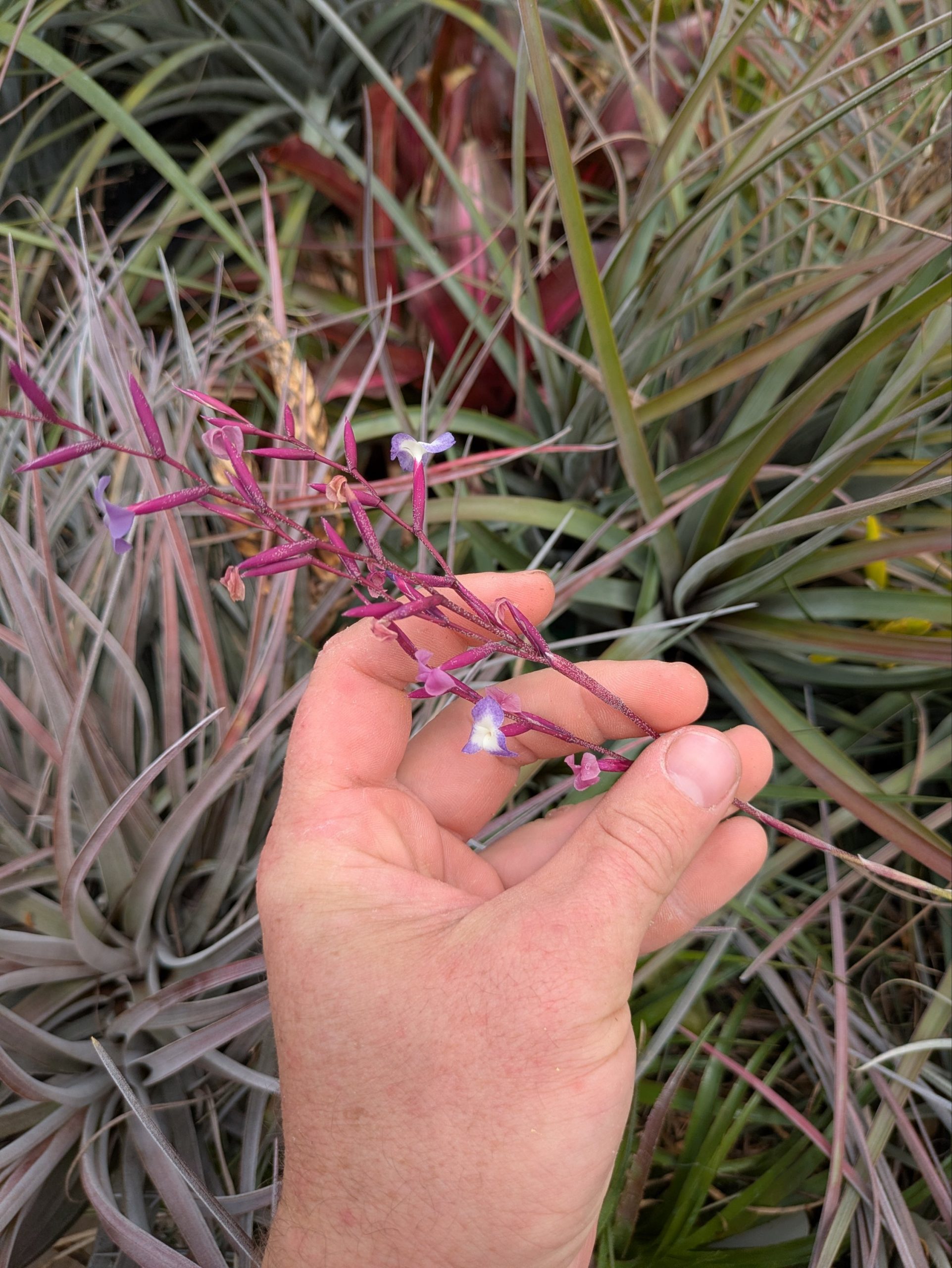 Tillandsia caerulea x straminea - Image 2