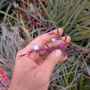 Tillandsia caerulea x straminea