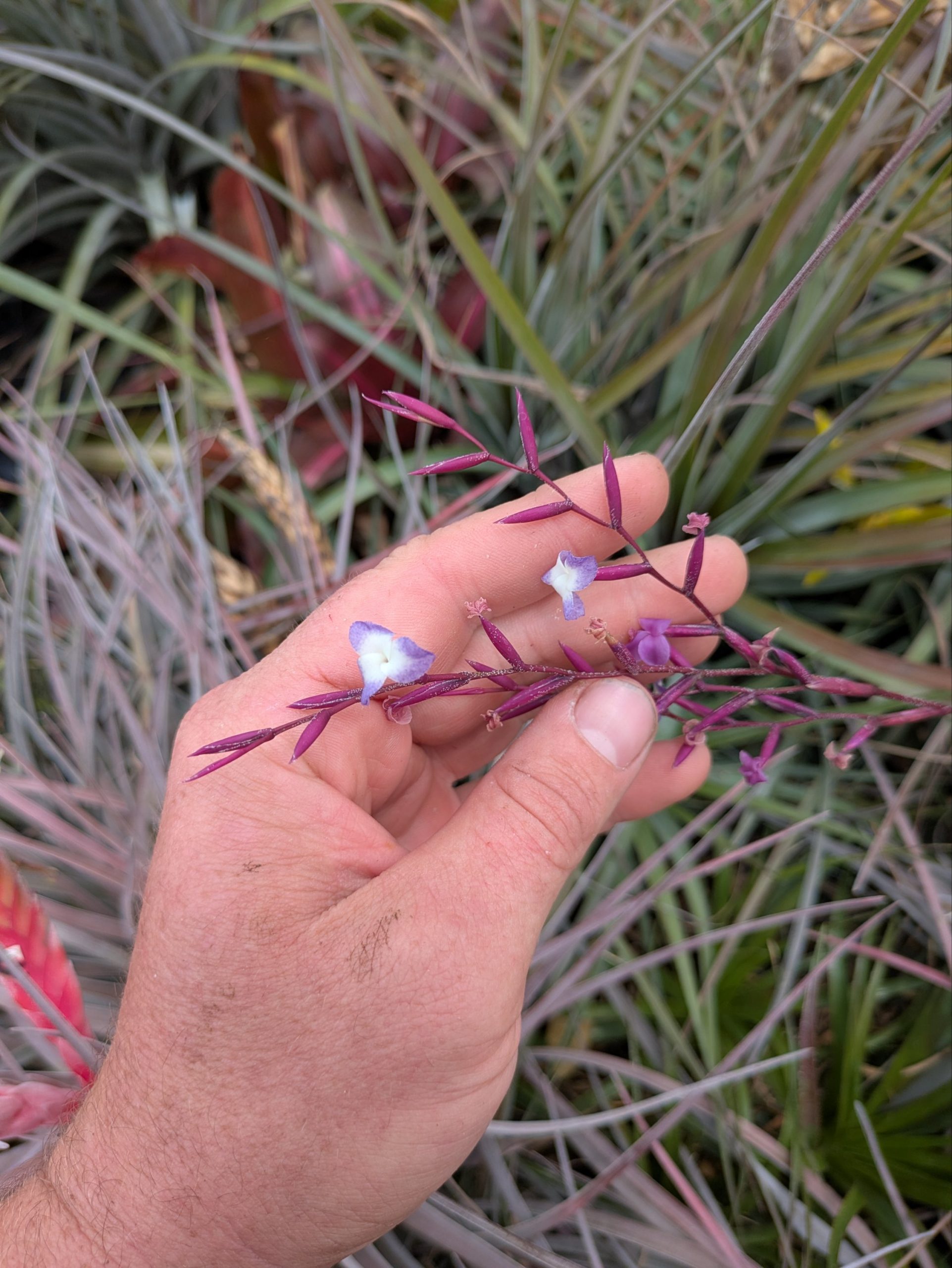 Tillandsia caerulea x straminea