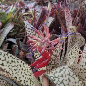 Billbergia Ivory Tower