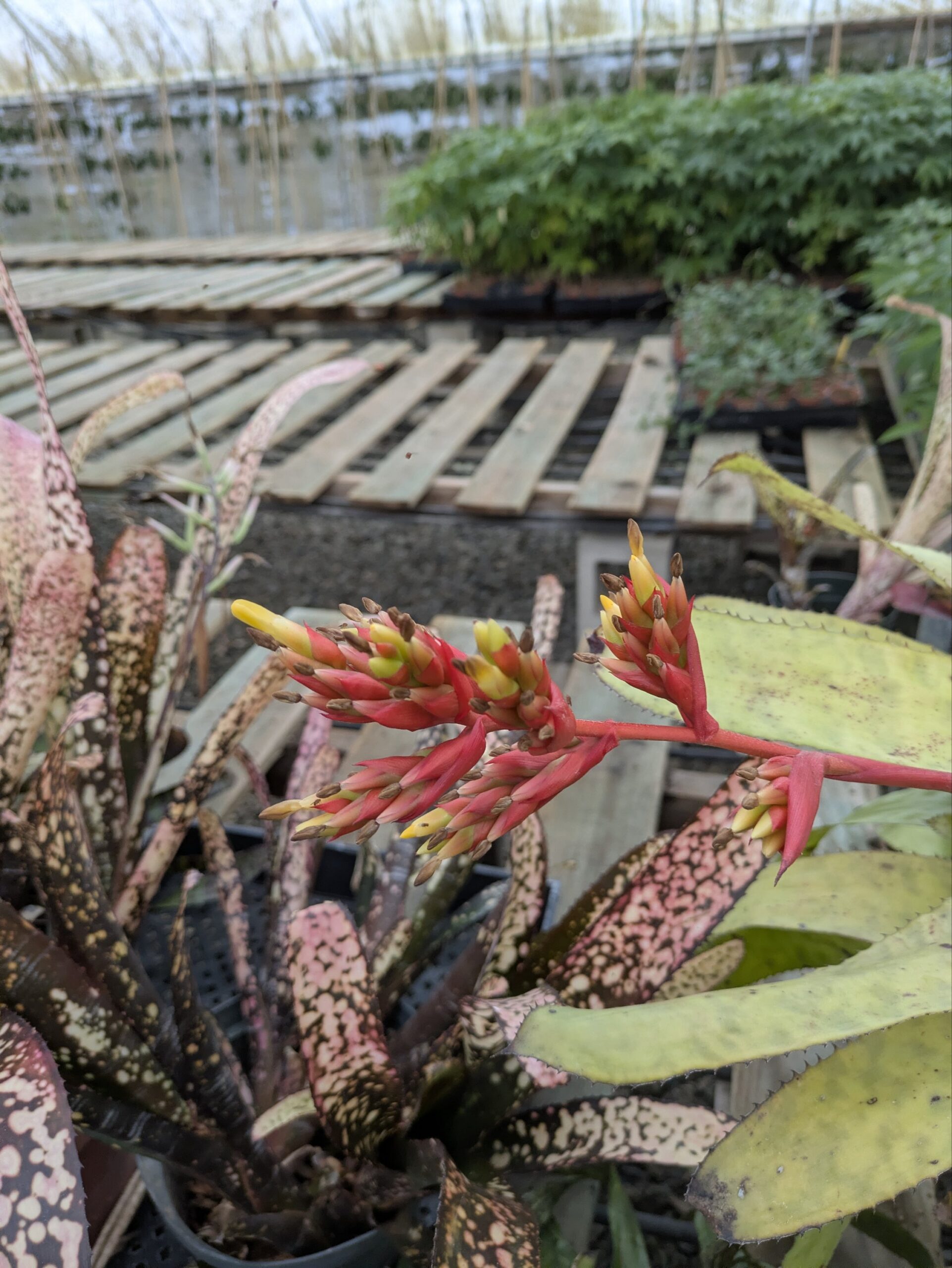Aechmea Blond Bert - Image 4