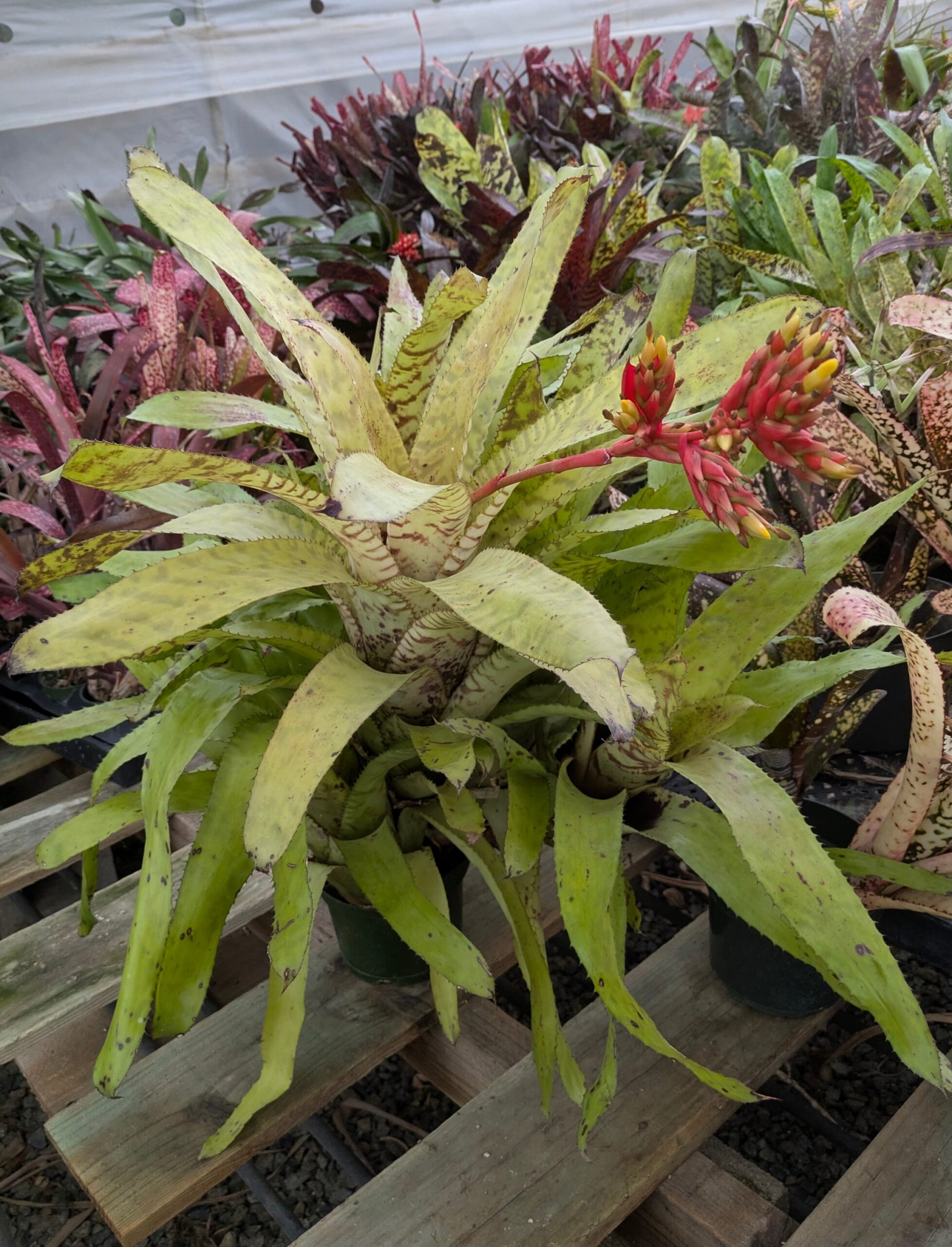 Aechmea Blond Bert - Image 3