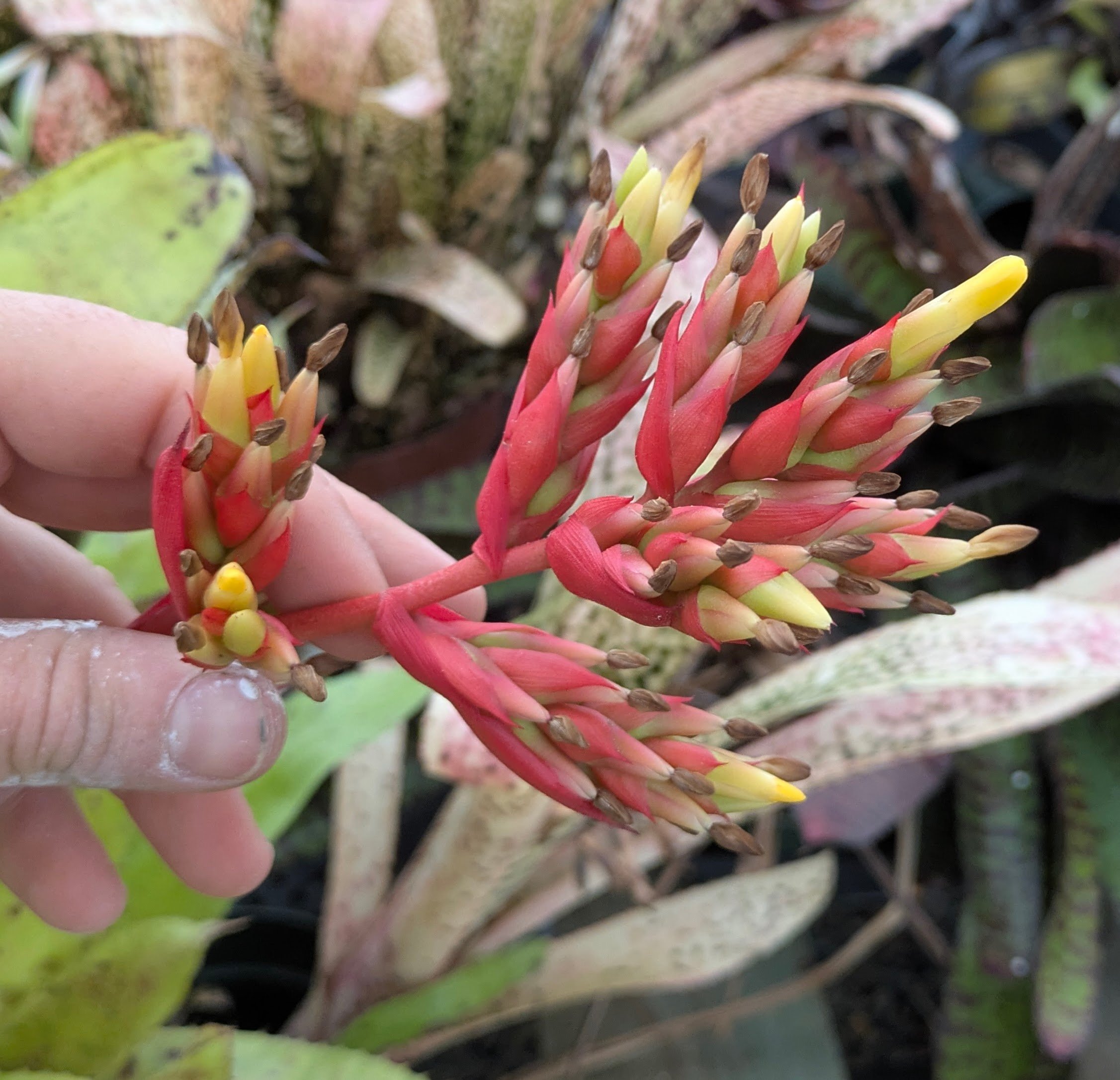 Aechmea Blond Bert - Image 5