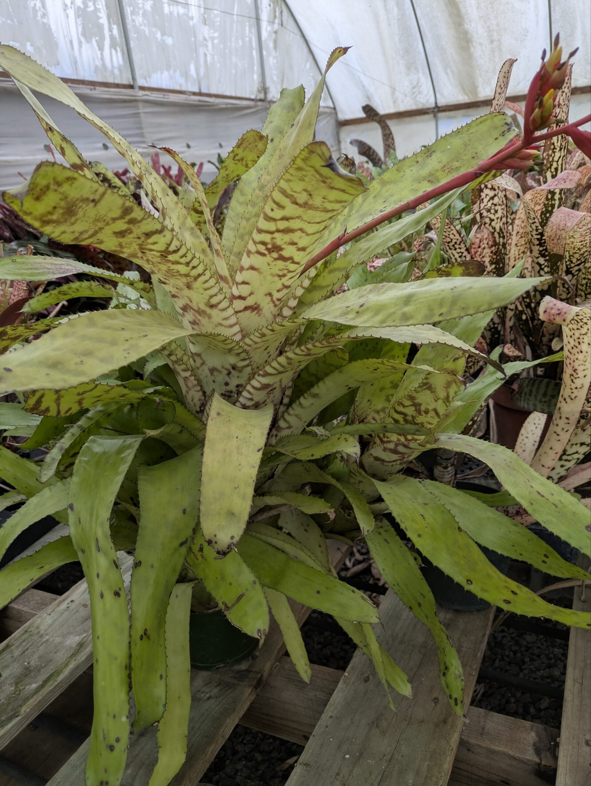 Aechmea Blond Bert - Image 7