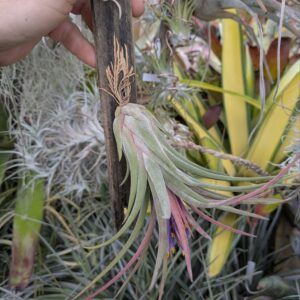 Tillandsia Screwball