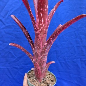 Billbergia Hallelujah x Sangre GA clone