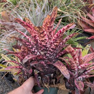 Aechmea orlandiana Gold Tone