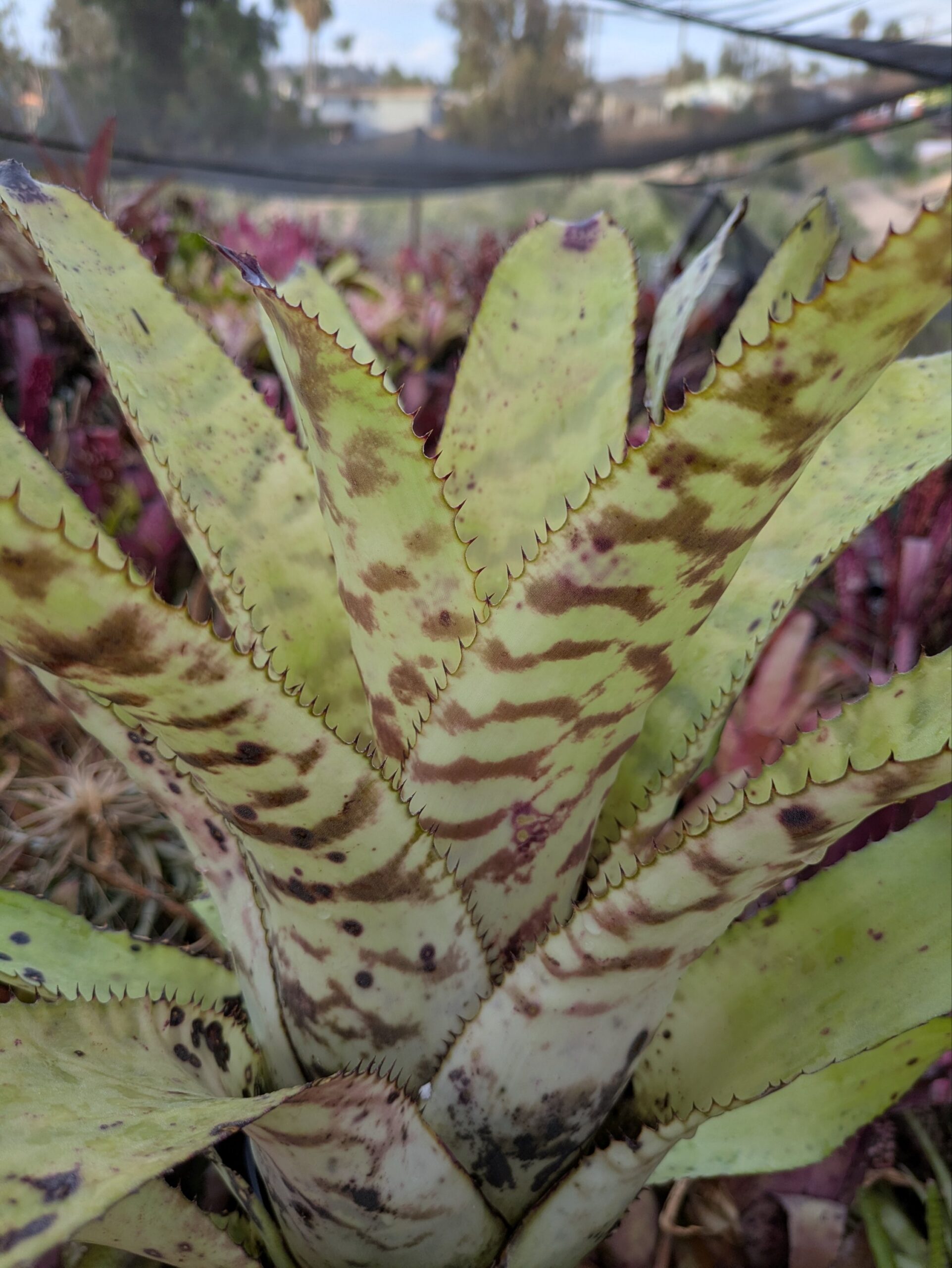 Aechmea Blond Bert - Image 6