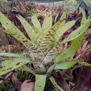 Aechmea Blond Bert