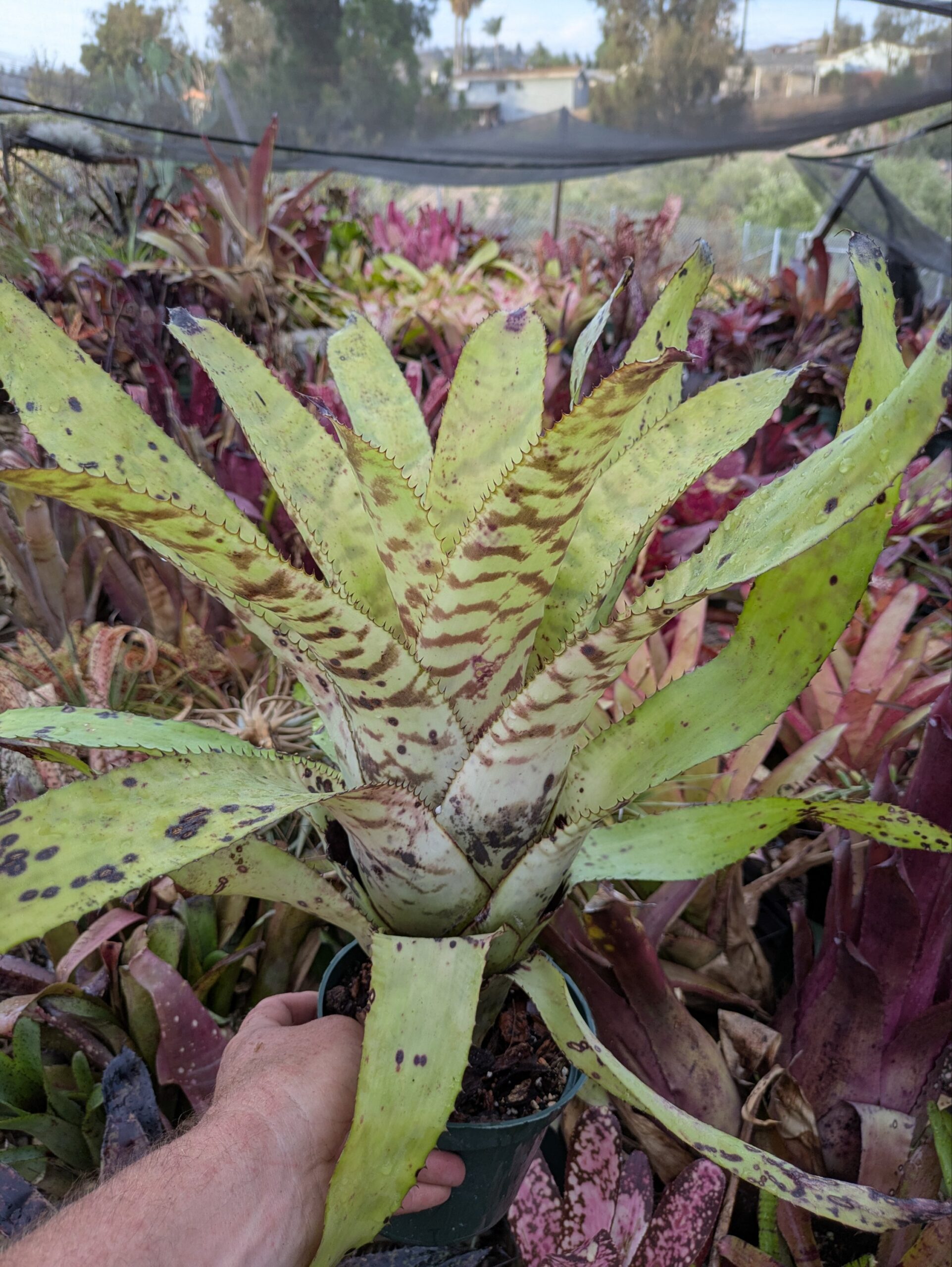 Aechmea Blond Bert
