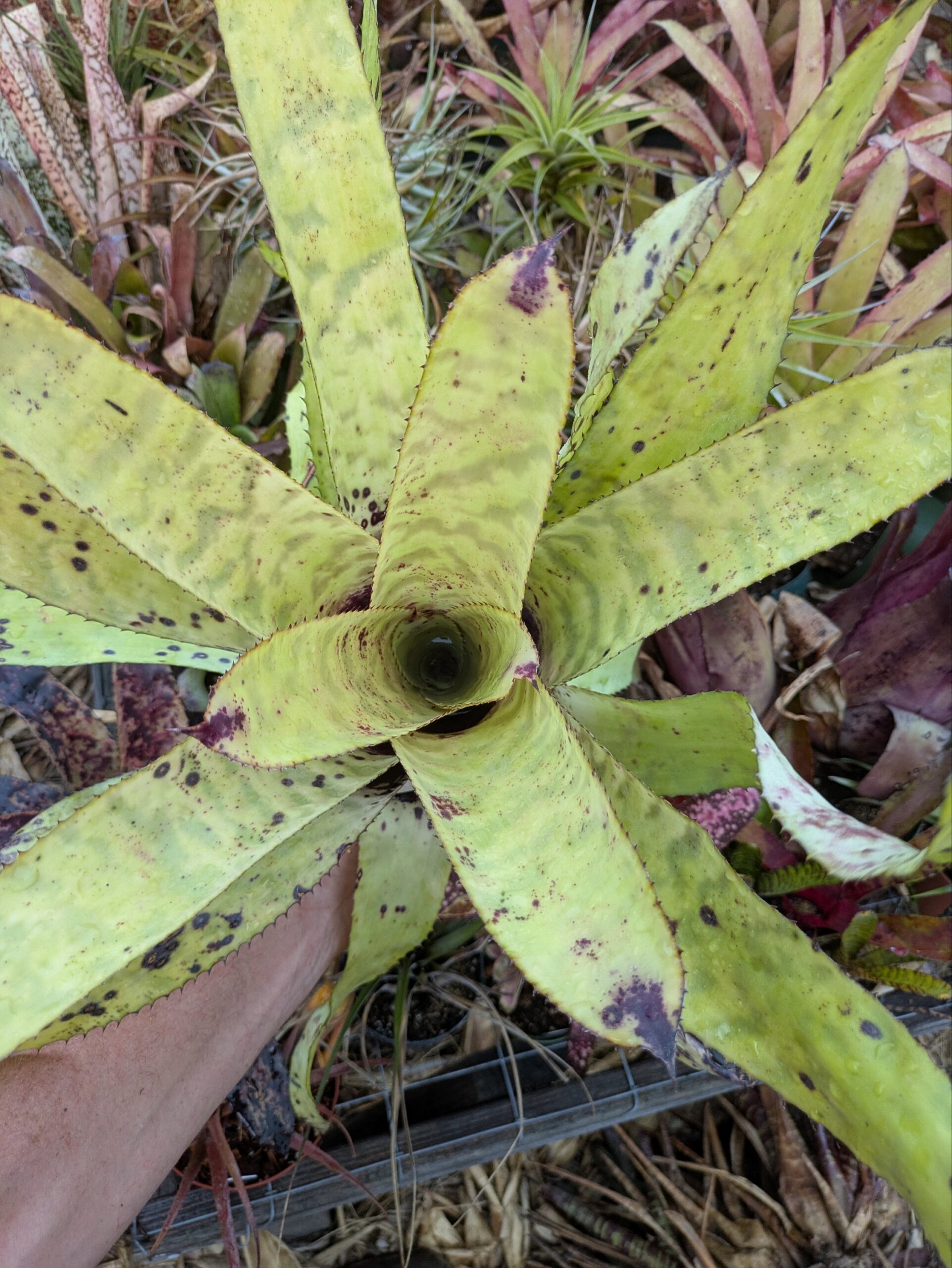 Aechmea Blond Bert - Image 2